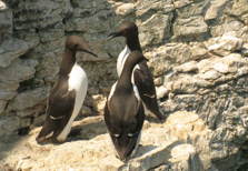 Kiislat