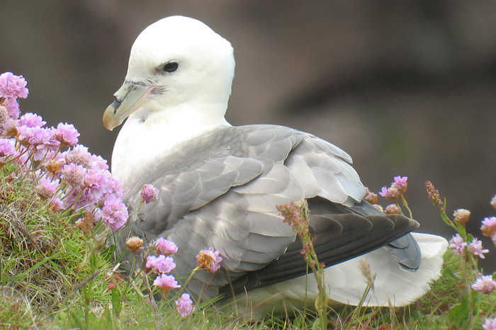 Fulmar – Projekt Abenteuer Kanada