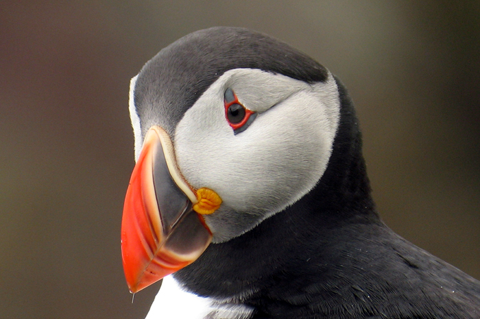 Puffin – Projekt Abenteuer Kanada