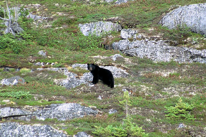 Projekt Abenteuer Kanada