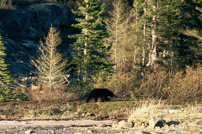 Projekt Abenteuer Kanada