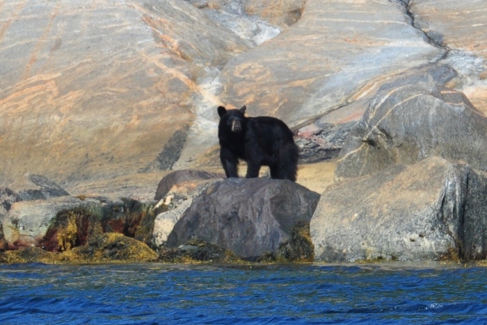 Bear