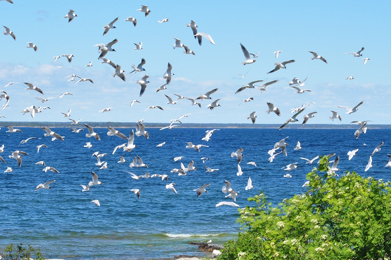 Birds – The ravages of time