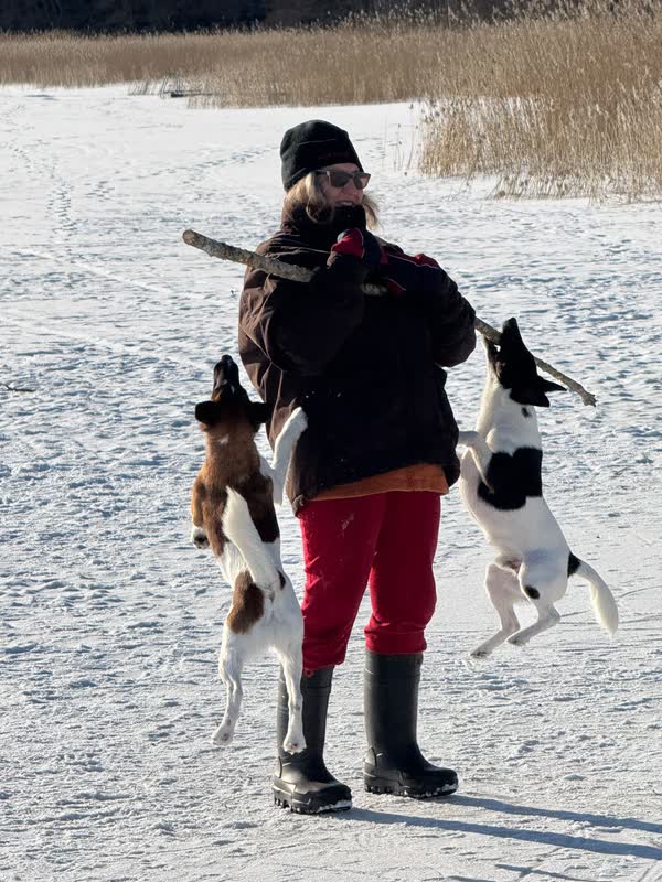 Två hundar hoppar efter en pinne ute på isen