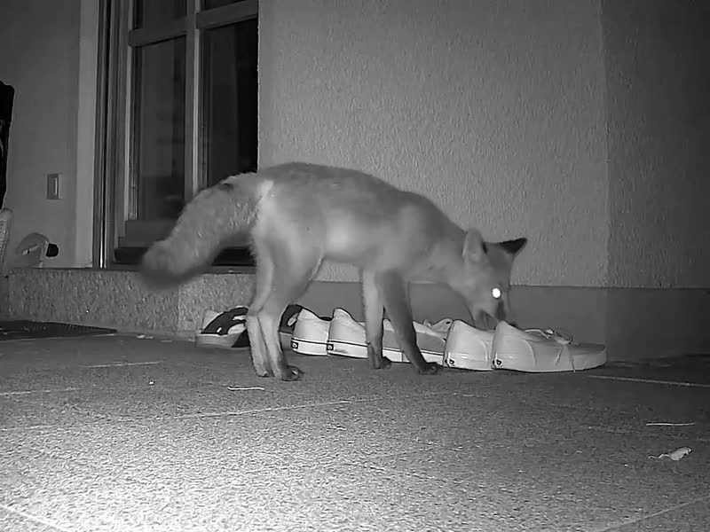 Film: a black-and-white night shot – a fox at a patio door helping itself to one of the shoes lined up in front of it