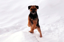 Koira