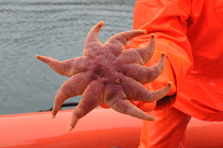 Meritähti