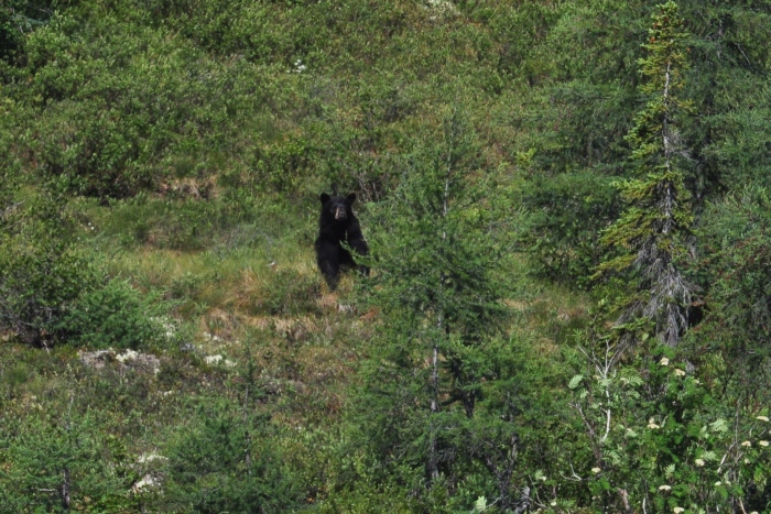 Alaska