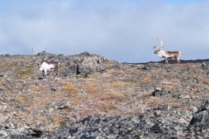 Alaska