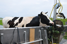 Cow – Heat Instead of Ice