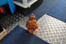 Chicken – Heat Instead of Ice