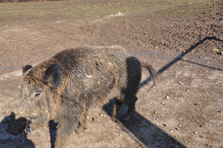 Pig – Heat Instead of Ice