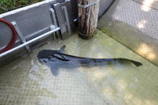 Catfish – Heat Instead of Ice