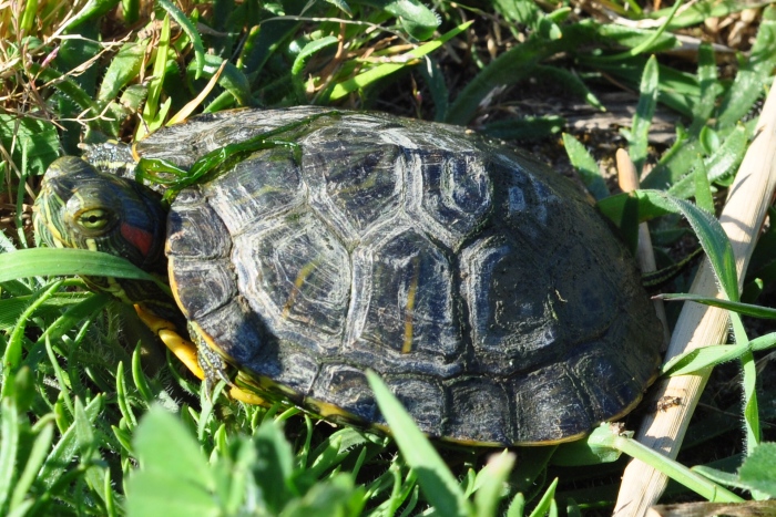 Turtle – Heat Instead of Ice