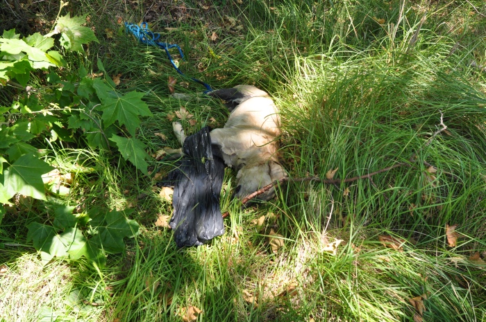 Dog – Heat Instead of Ice