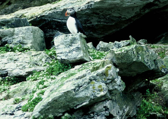 Puffins – British Isles Tour