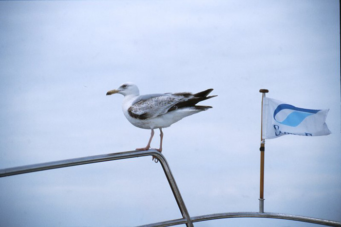 Gypsy Life hitching a ride – British Isles Tour