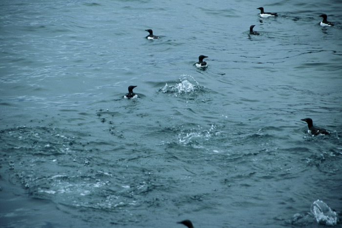 Bjørnøya guillemots – Expedition Ice
