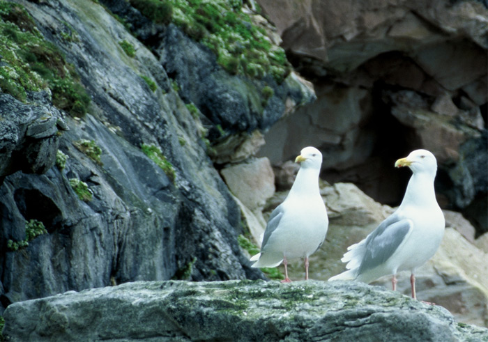 Glaucous gulls – Expedition Ice