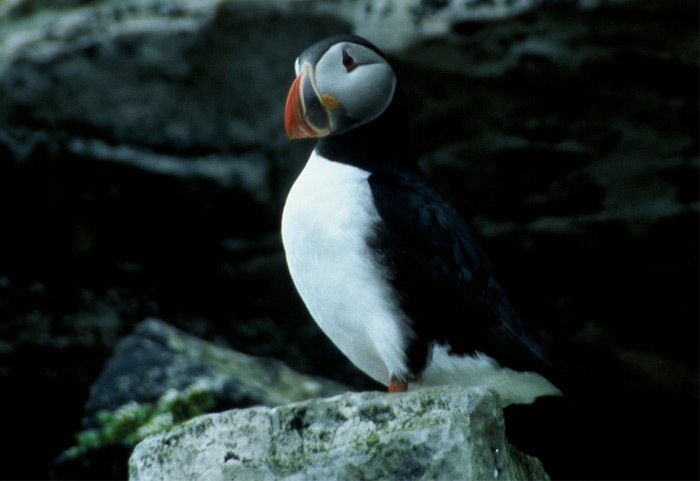 Puffins – Expedition Ice
