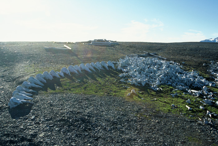 Van Keulen Fjord – Expedition Ice