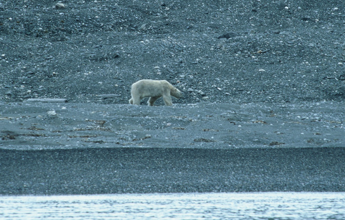 Spitsbergen Thule Svalbard 7 – Expedition Ice